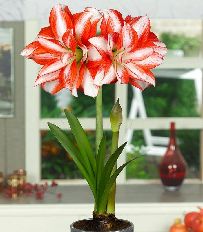 Amaryllis Bulbs Mixed Plants Amaryllis Bulbs - (3 Mixed Plants) image3 3