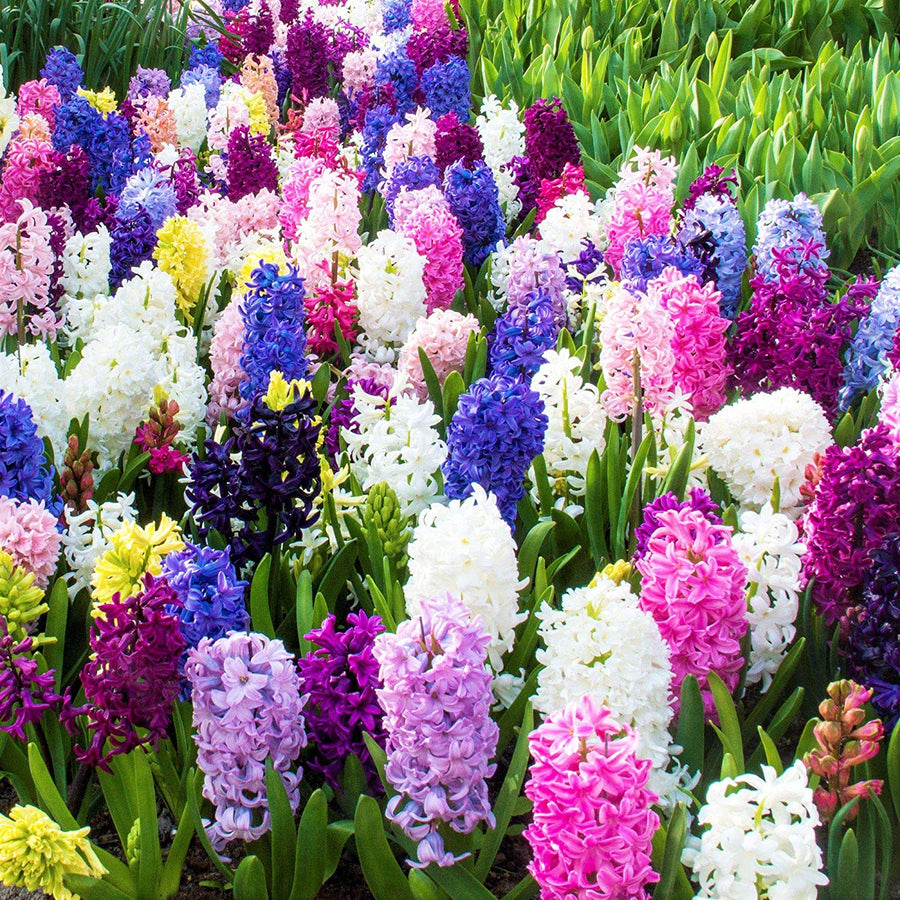 Hyacinth Bulbs - 3 Mix Colours Plants Hyacinth Bulbs - 3 Mix Colours Plants image2 2