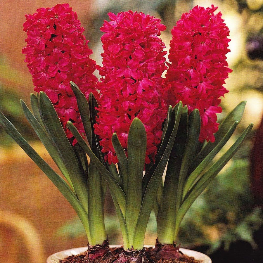 Red Hyacinth Flowering Bulb Trio 3 1