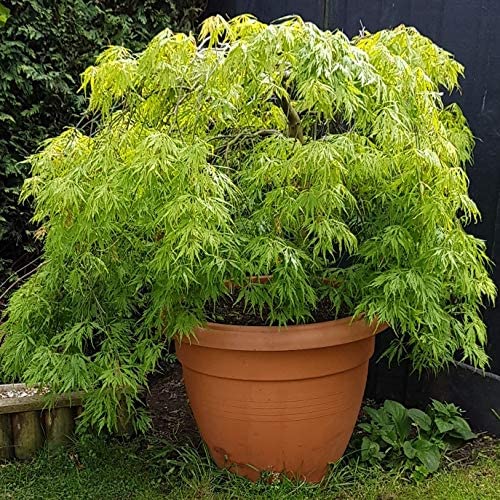 Acer Emerald Lace 3 2