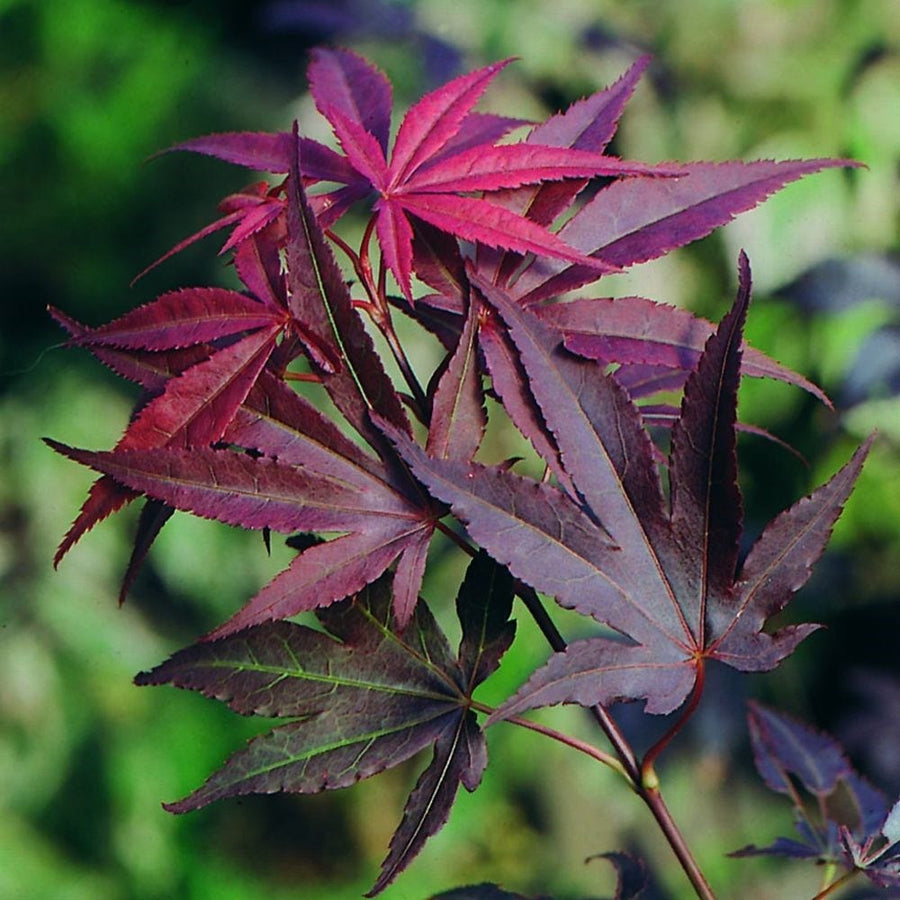 Acer Atropurpureum 3 3