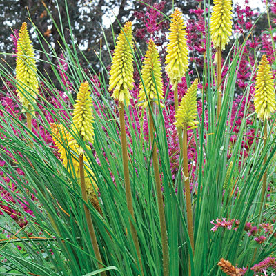 Kniphofia Pineapple Popsicle 3 3