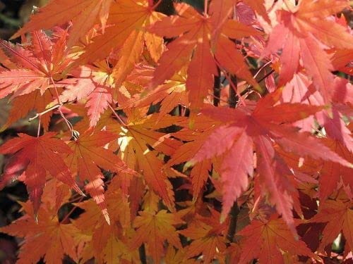 Acer Orange Dream 3 2