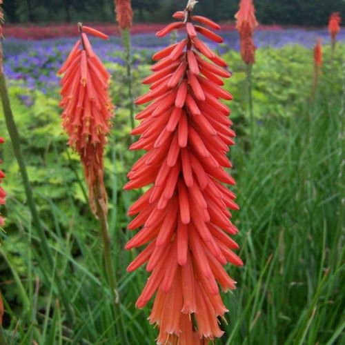 Kniphofia Poco Red 3 3