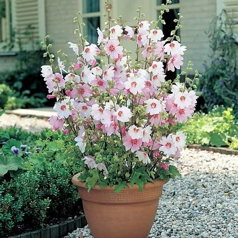 Lavatera Barnsley - White Tree Mallow Plants 3 2
