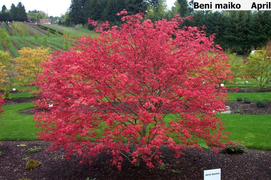 Acer Palmatum Beni Maiko 3 4