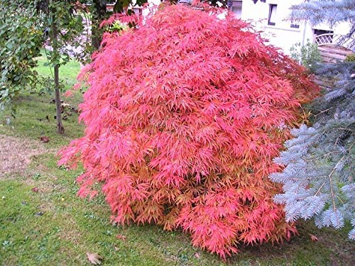 Acer Palmatum Phoenix 3 3