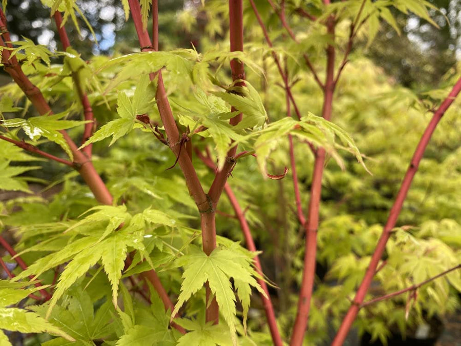 Acer Palmatum - 'Sango-kaku' 3 4
