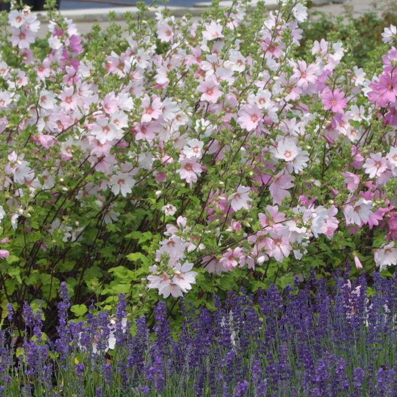 Lavatera Silver Barnsley - Tree Mallow Plants 3 3