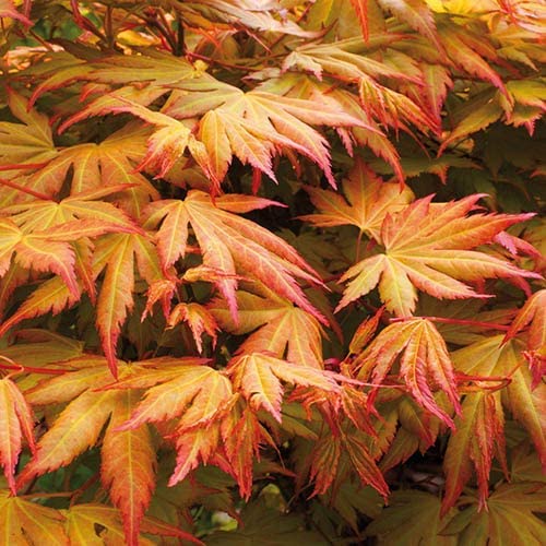 Acer Tree Mix Plant Collection 3 3