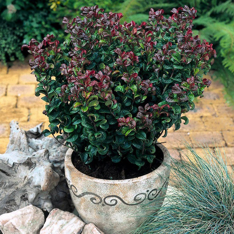 Leucothoe - 'Curly Red' 3 3