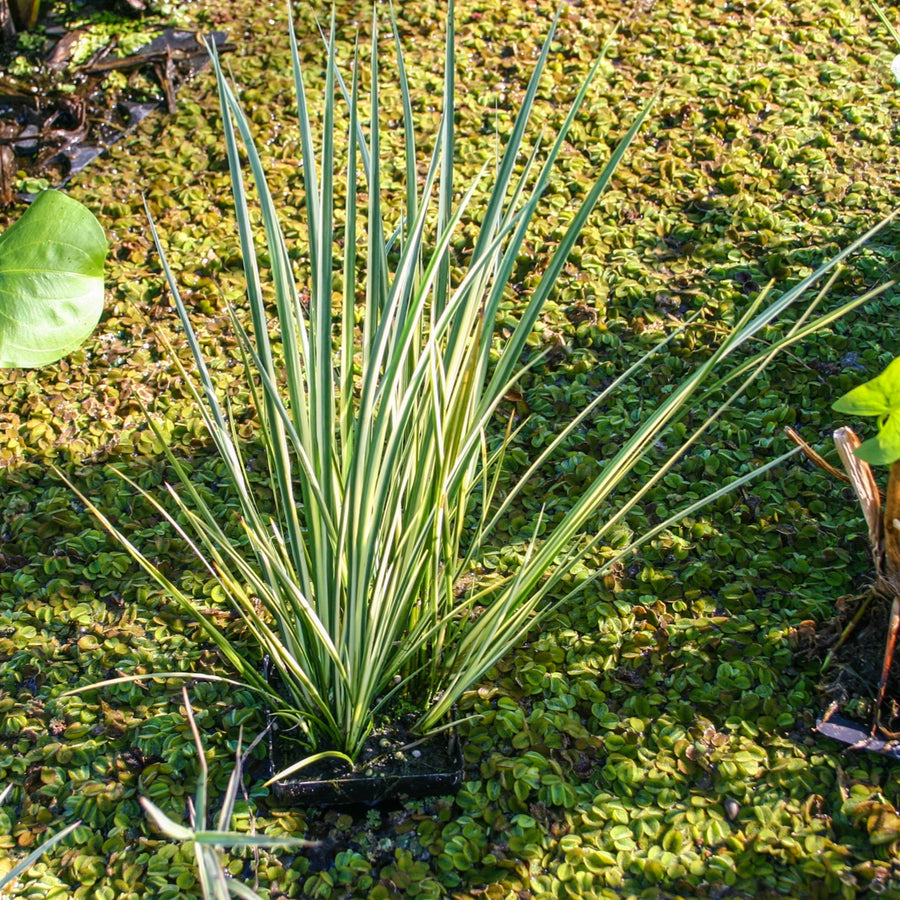 Acorus Gramineus Variegatus Pond Plant 3 4