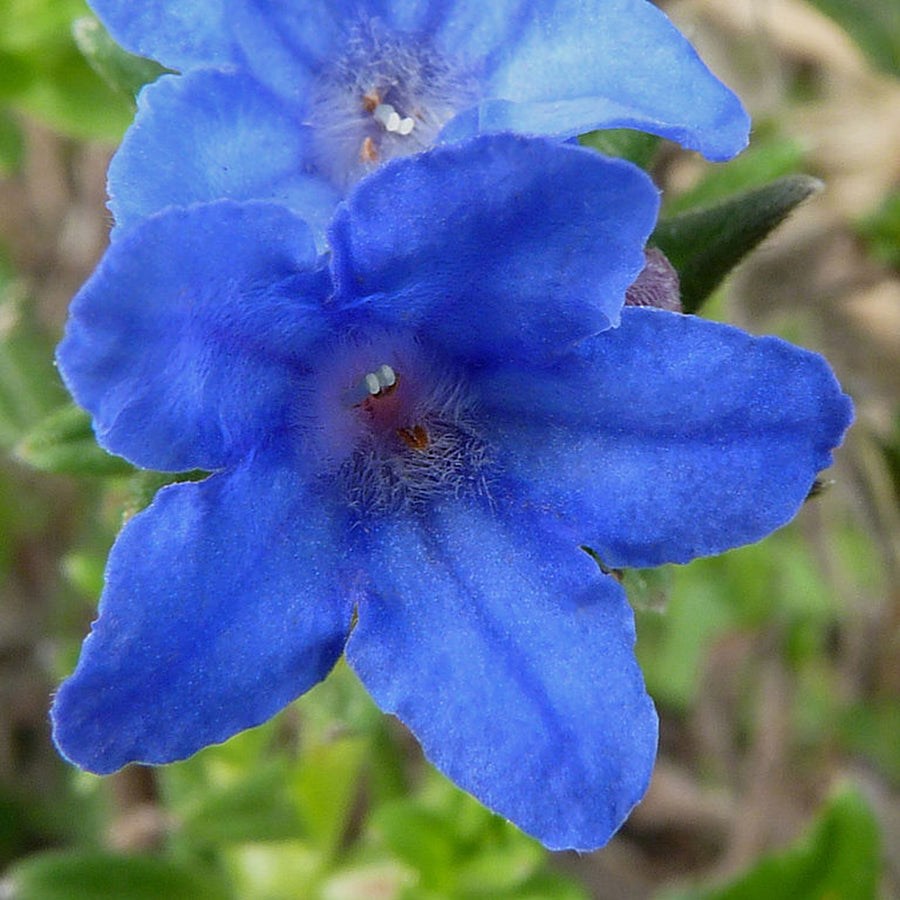 Lithodora Heavenly Blue 3 4