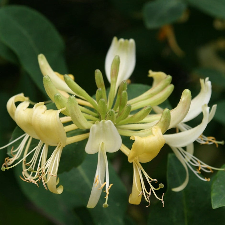 Lonicera Graham Thomas 3 3