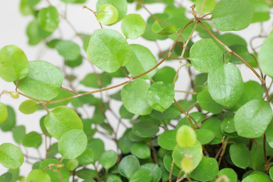 Maidenhair Vine Plant- Muehlenbeckia 3 3