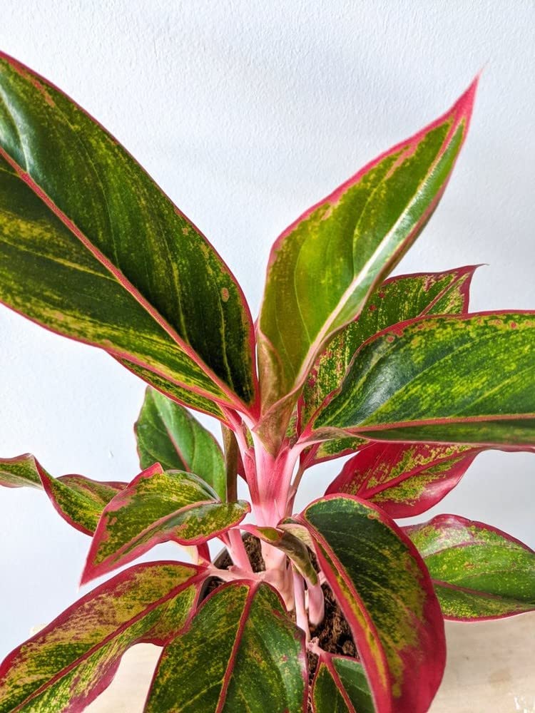 Aglaonema Light Star 3 2