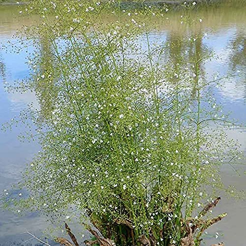 Water Plantain - Alisma plantago-aquatica Pond Plant 3 3
