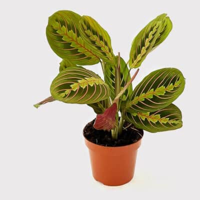 Maranta Fascinator 3 3