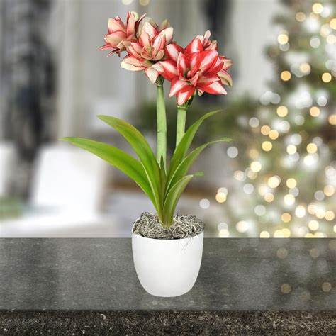 Amaryllis Bulb Exotic Striped Amaryllis Bulb 'Exotic Striped' image2 3