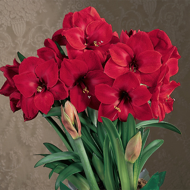 Amaryllis Bulb Royal Red 3 4