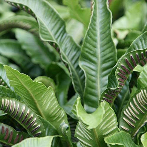 Asplenium Scolopendrium Fern Asplenium Scolopendrium Fern image2 1