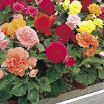 Begonia Non Stop Mix Plants Begonia Non Stop 4 Plants Pack image2 4