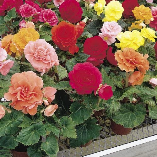 Begonia Non Stop Mix Plants Begonia Non Stop 4 Plants Pack image2 4