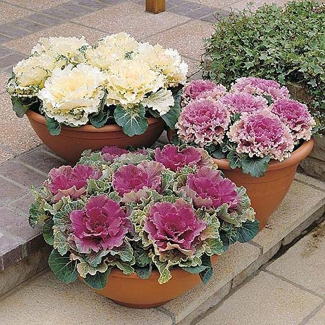 Ornamental Cabbage Plants - Red Pigeon 4 x Ornamental Cabbage Plants - Red Pigeon image3 3