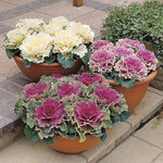 Ornamental Cabbage Plants White Pigeon 3 4