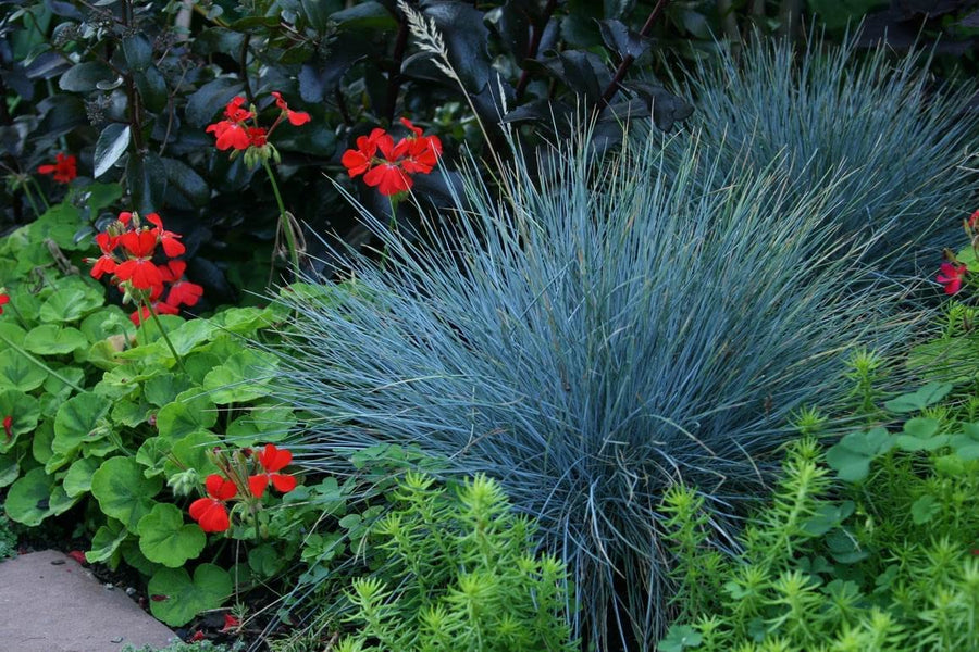 Ornamental Grass Mix - 2  Blue & 2 AmiLime 3 3