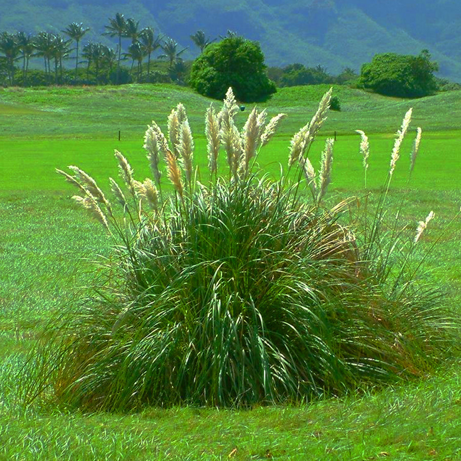 Pampas Grass Silver- Cortaderia Pumila Pampas Grass Silver- Cortaderia Pumila image2 2