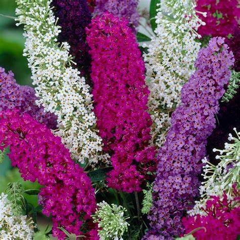 Buddleia Trio - 3 Plant Mix 3 3