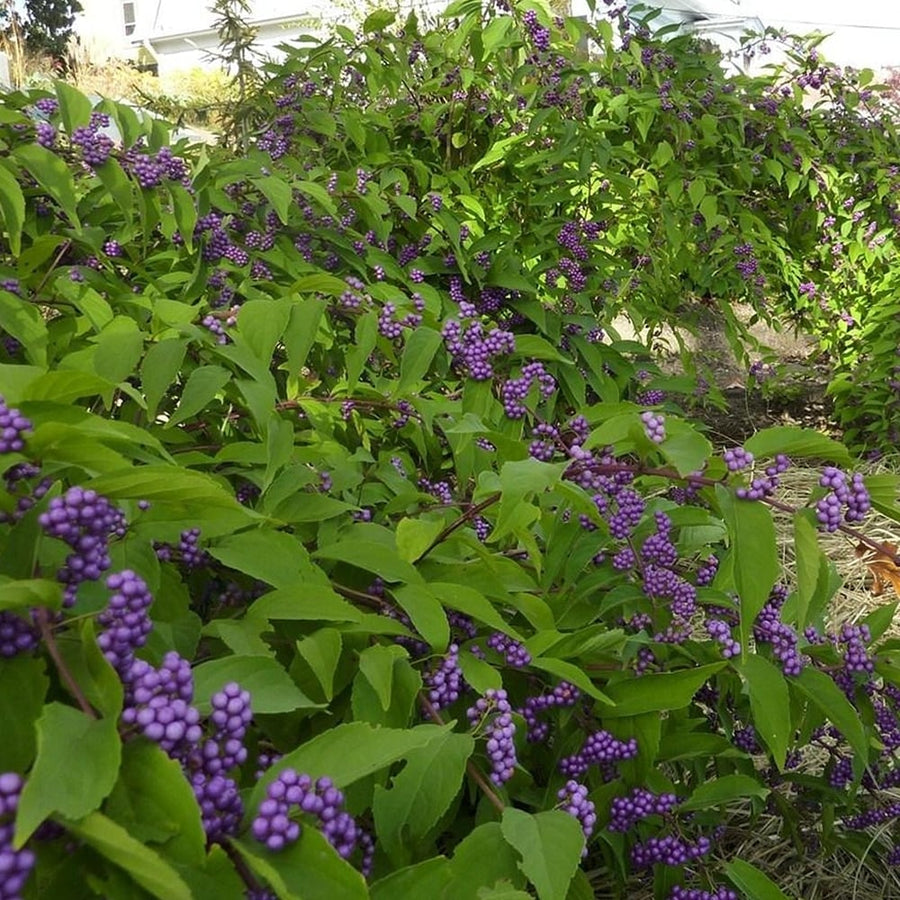 Callicarpa Bodinieri - Profusion Callicarpa bodinieri - 'Profusion' image3 4