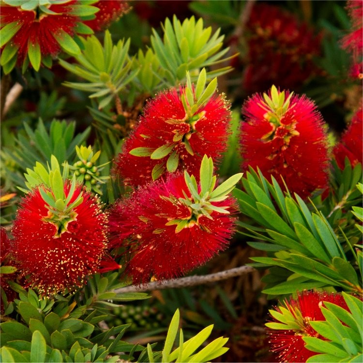 Callistemon Red Bottlebrush Callistemon Red Bottlebrush image2 2