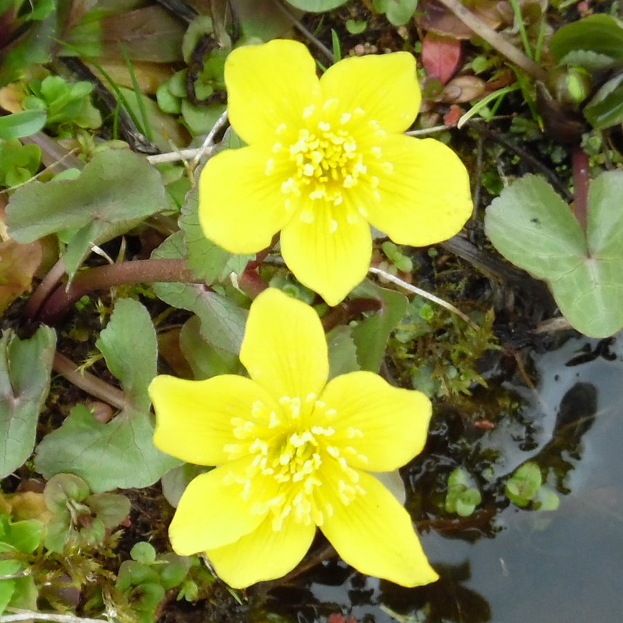 Marsh Marigold - Caltha palustris Pond Plant Caltha Palustris Pond Plant image3 3