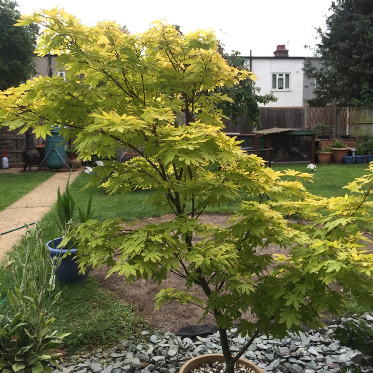 Acer Palmatum Katsura 3 3