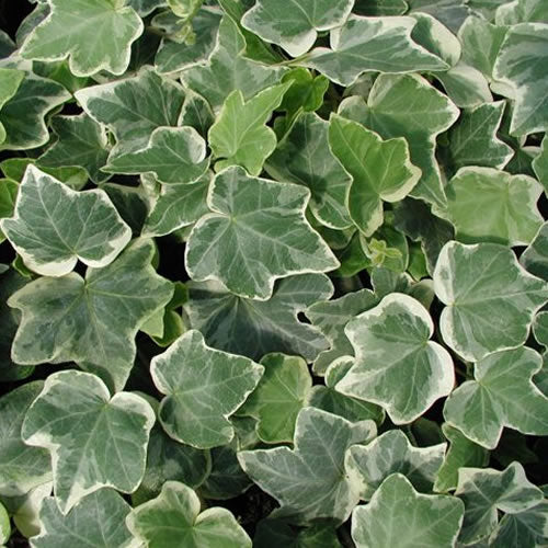 Hedera Ivy Mix (3 Plants) 3 4
