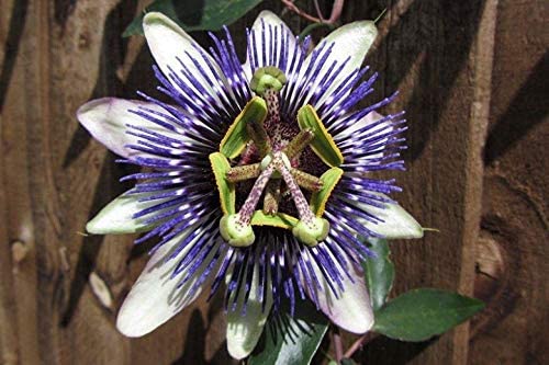 Passiflora Passion Flower 'Damsels Delight' 3 4