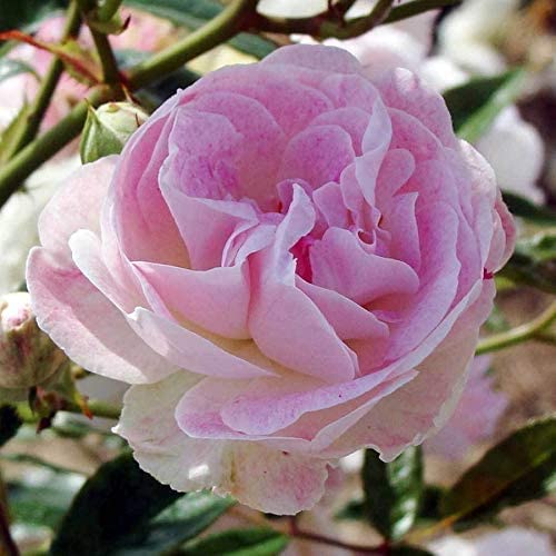 Pearl 30th Wedding Anniversary Rose Bush Gift Wrapped Pearl 30th Wedding Anniversary Rose Bush Gift Wrapped image2 2