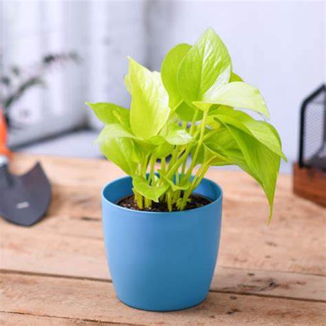 Philodendron Scandens Malay Gold Philodendron Scandens Malay Gold image2 2