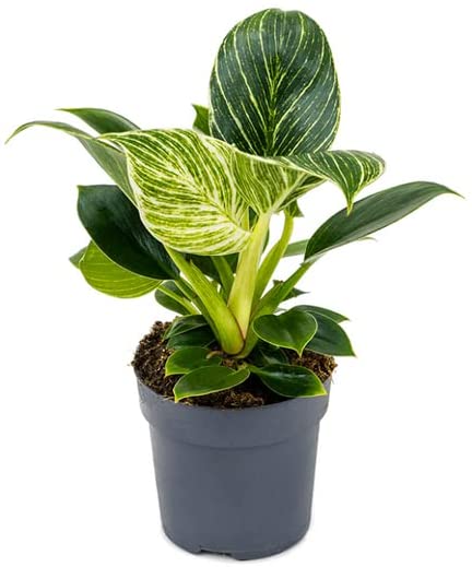 Philodendron White Wave Plant 3 3