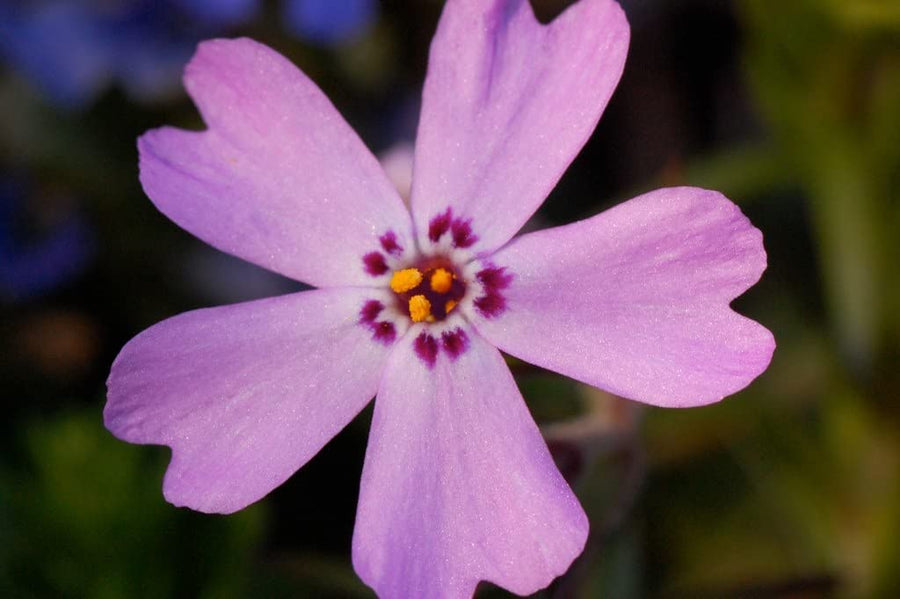 Phlox Subulata Phlox Subulata image2 2