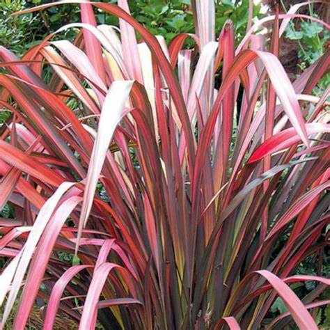 Phormium Red Wave Phormium Red Wave image2 2