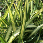 Phormium Wave  3
