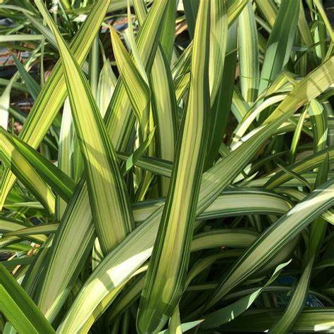 Phormium Wave  3