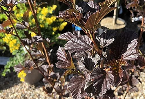 Physocarpus - 'Brown Sugar' Physocarpus - 'Brown Sugar' image2 2