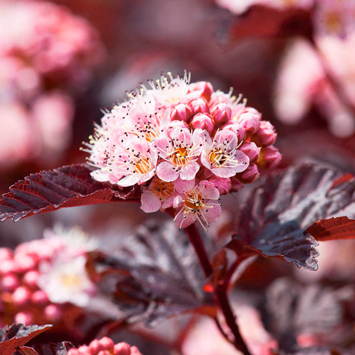 Physocarpus - 'Lady in Red' 3 4