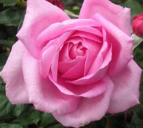 Pink Rose Bush 3 3