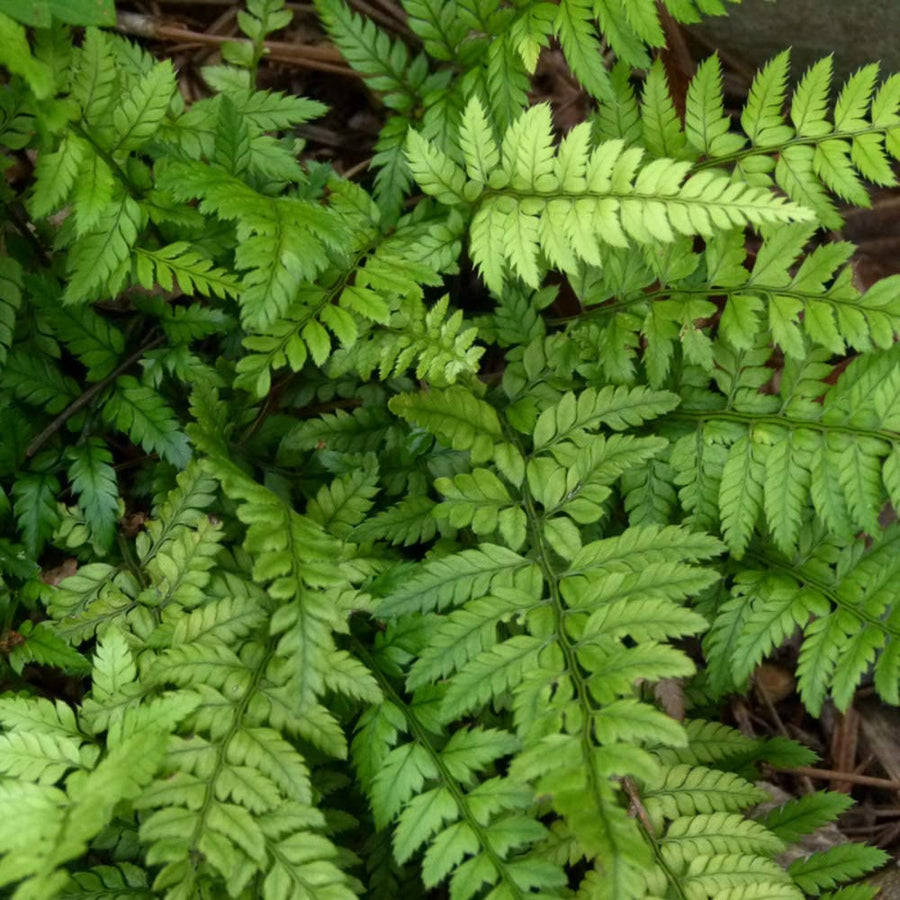 Polystichum Tsus-Simense Fern Polystichum Tsus-Simense Fern image2 2