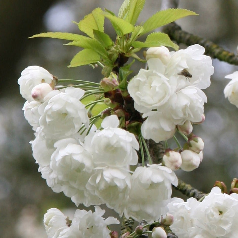 Prunus Alba Plena 3 3